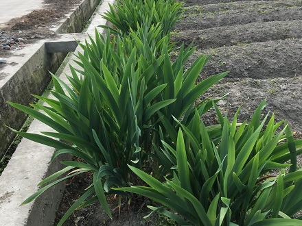 <b>中藥材射干種植技術</b>